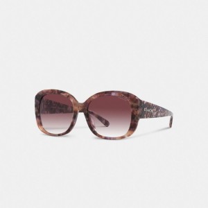 Coach Signature Oversized Square Sunglasses Moradas | COH866382